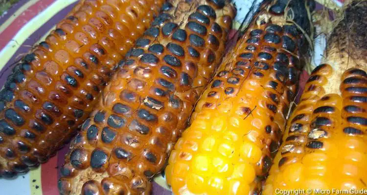 Roast Corn