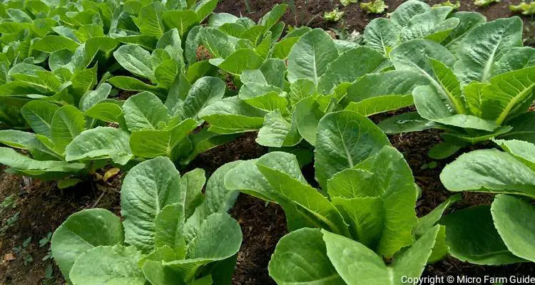 romaine lettuce on garden bed