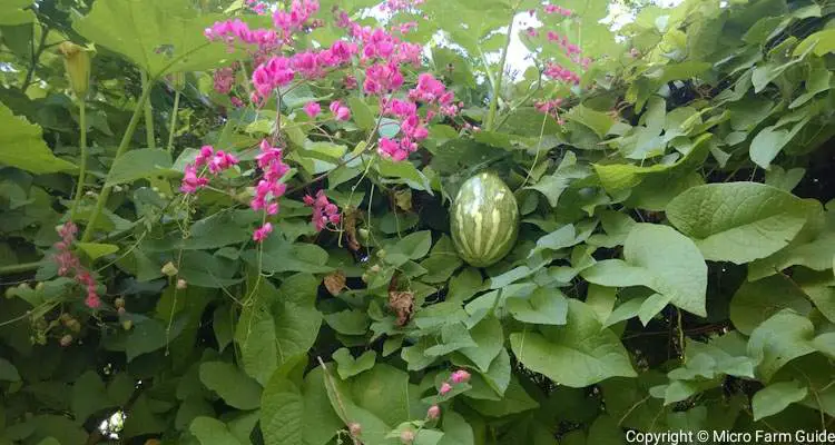 small pumpkin growing from natural trellis