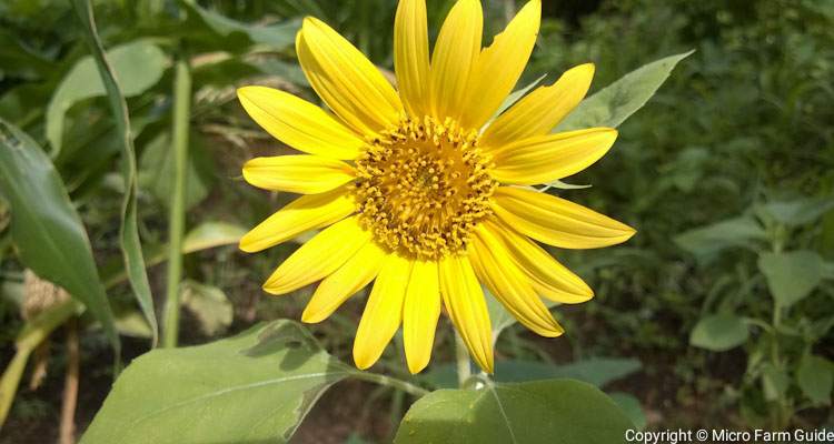 Yellow Sunflower Seeds In Full Bloom