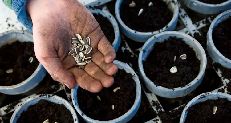 Sowing Sunflower Seeds In Containers