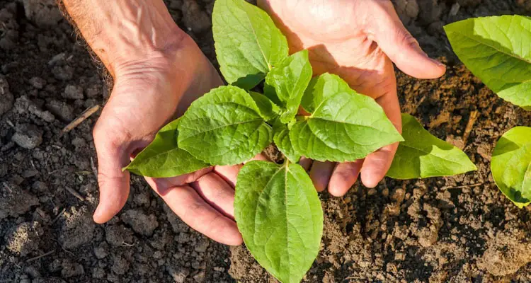 Developed Sunflower Seedling In Garden