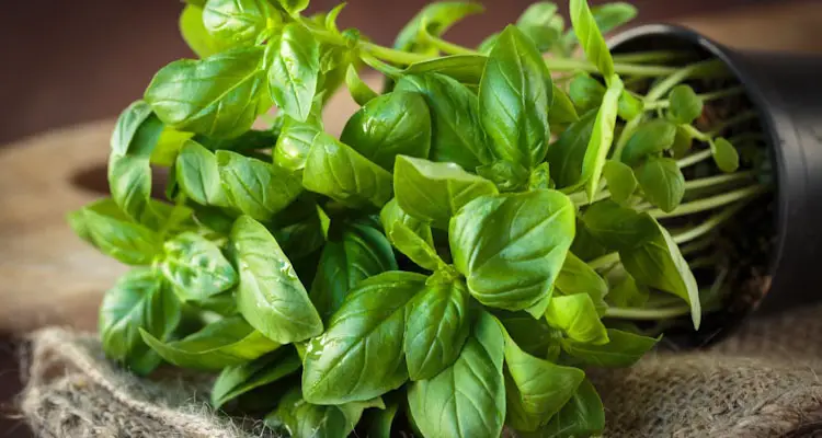 sweet basil in container