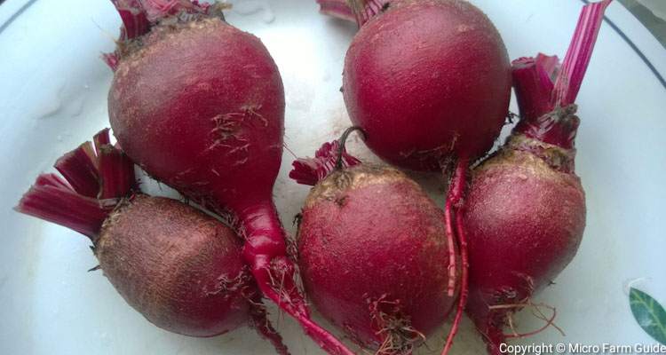 when to harvest beets