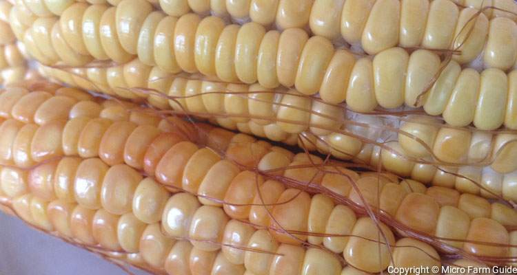 When to harvest corn