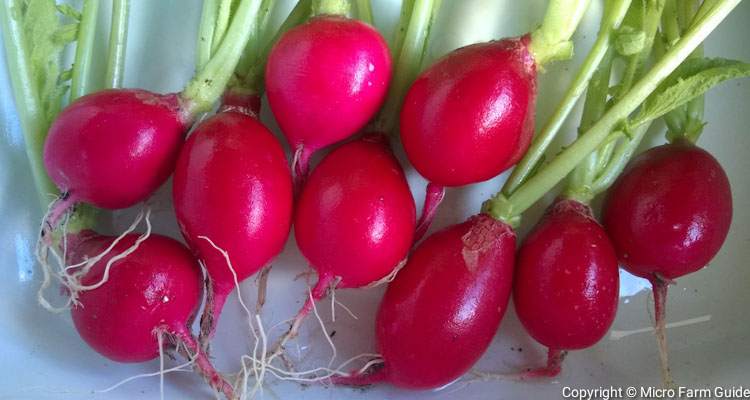when to harvest radishes