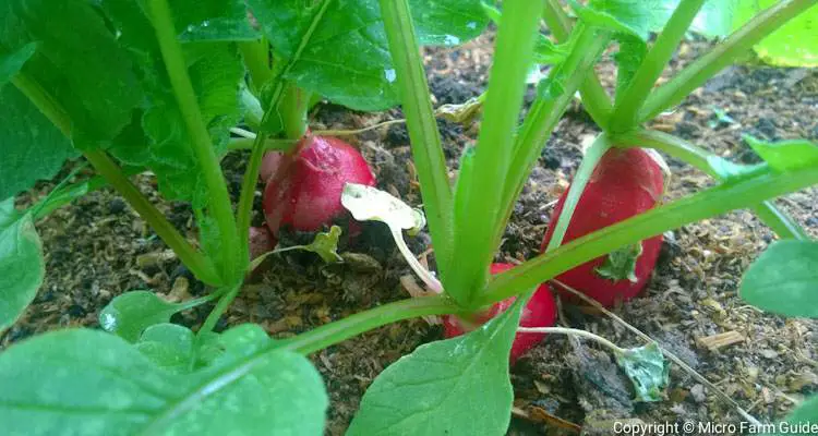 Radishes ready to harvest