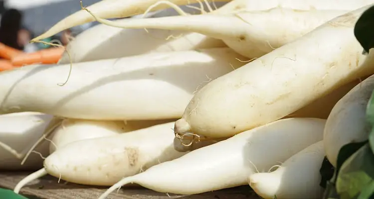 White Daikon Radishes