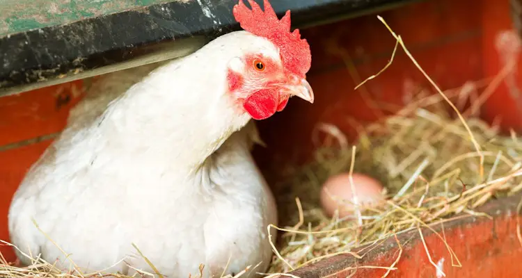 white hen next to egg in nesting