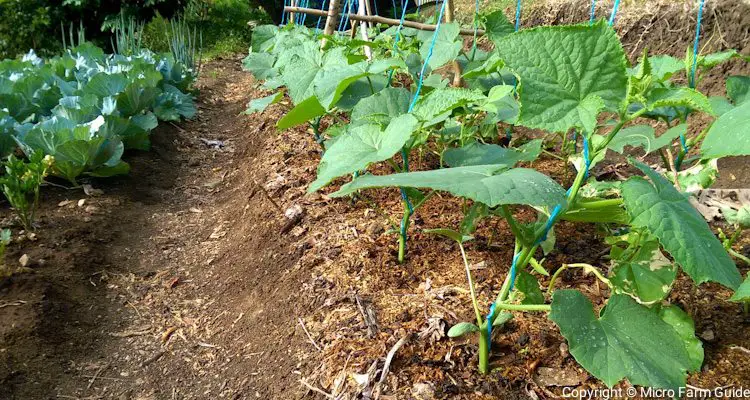 Young Cucumbers Enjoying The Sunlight