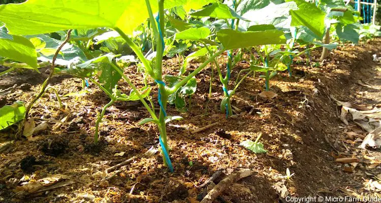 Cucumbers Spaced 12 Inches Apart At Base Of Trellis