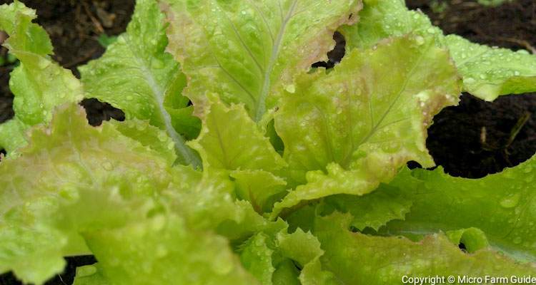 young iceberg lettuce