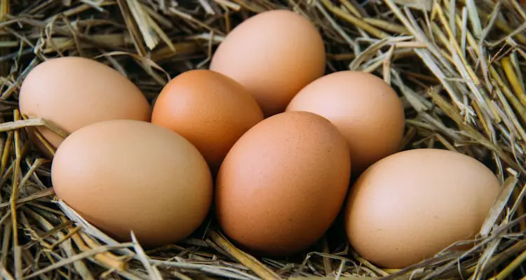 Clean Eggs In Nesting Box