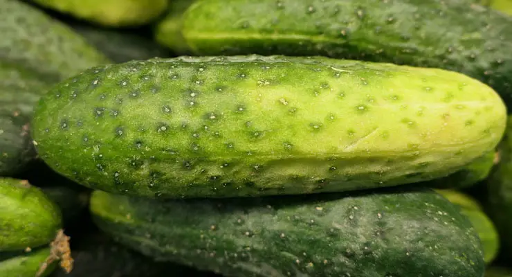 Slightly Yellow Pickling Cucumbers