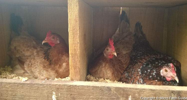 hens in clean nest