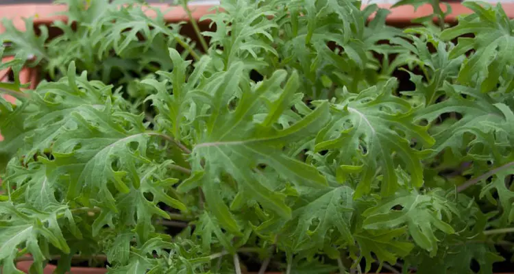how to harvest baby kale