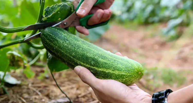 How to harvest cucumbers using scissors