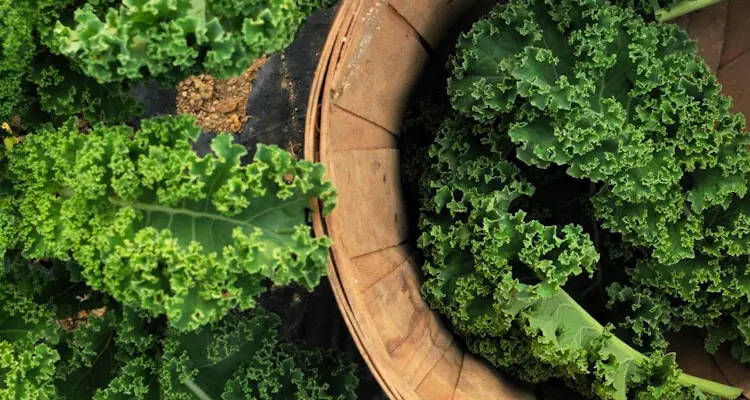 How to harvest mature kale