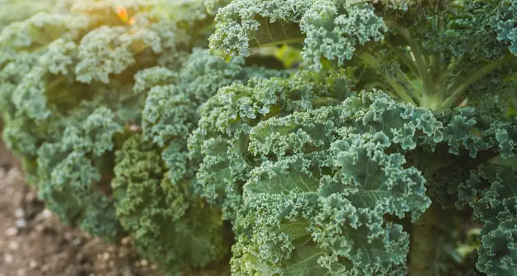 how to harvest mature kale