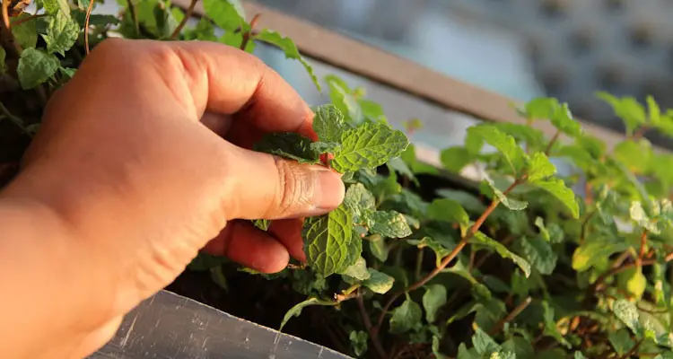 How to harvest mint leaves