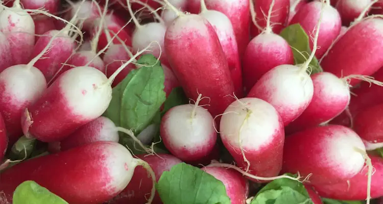 how to store radishes