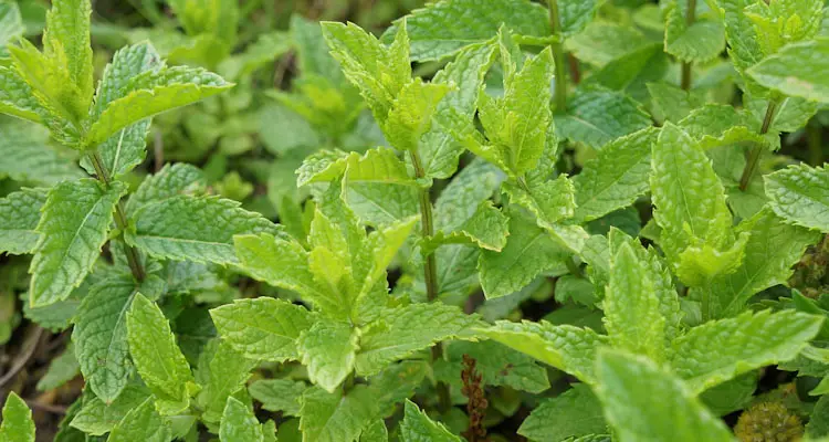 Healthy Mint Plant Ready To Harvest