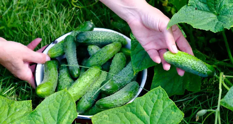 When To Harvest Cucumbers For Pickling