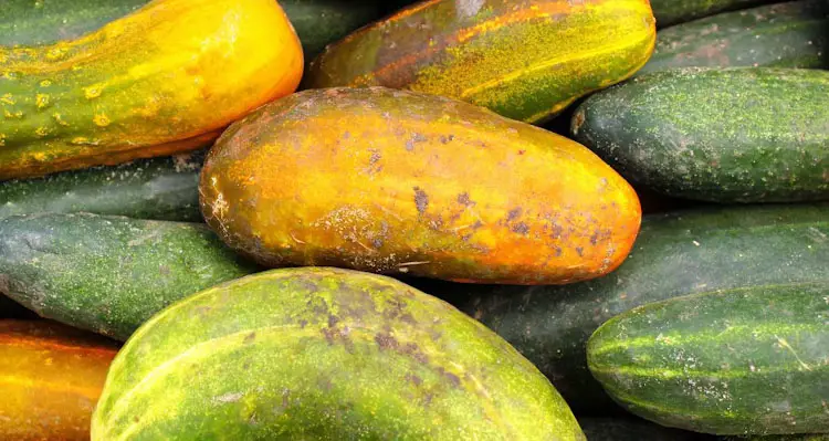 over ripe yellow cucumbers