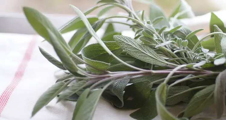 Bundle Of Freshly Picked Sage