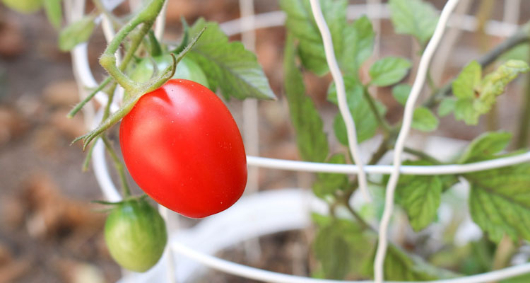 close up of tomato plant in pot with cage
