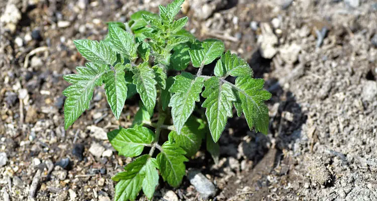 healthy tomato seedling transplant