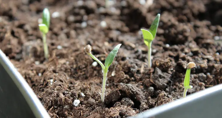 how to grow tomatoes from seeds