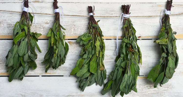 bundles of sage to hang dry