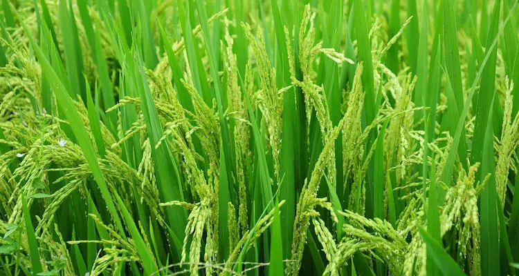 Immature Rice Grain