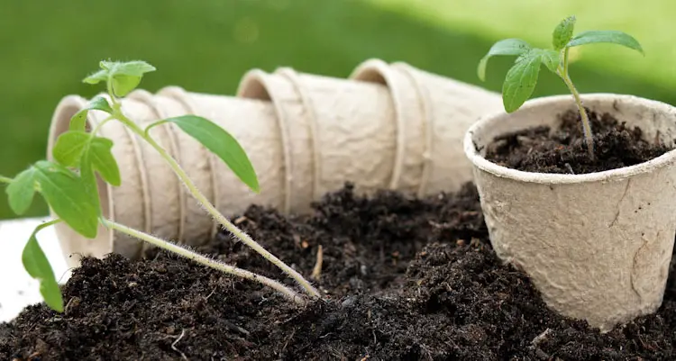 transplanting seedlings to larger pots