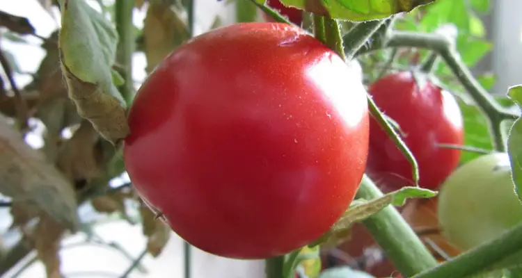 Ripe Blemish-free Tomatoes