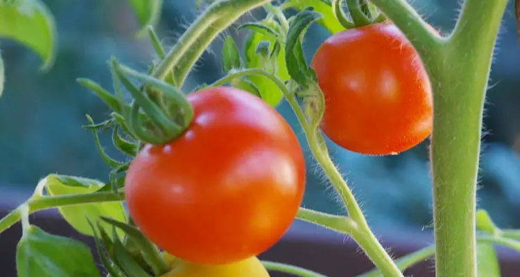
ripe tomatoes on vine