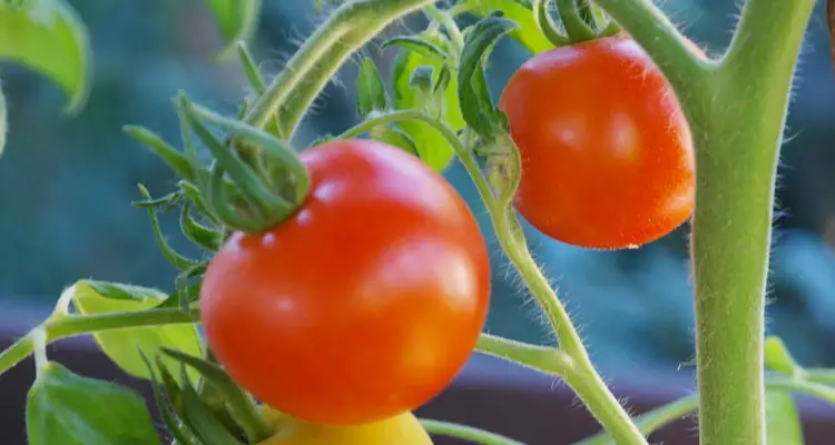 How To Save Tomato Seeds