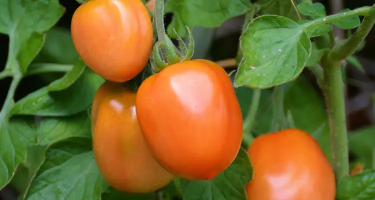 hibrid roma tomato on vine