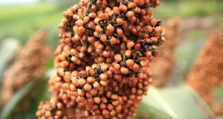 sorghum grains ready to harvest