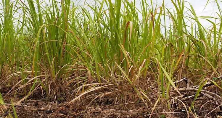 Sugar Cane In Field