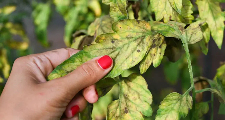 fungal leaves on tomato plant leaves