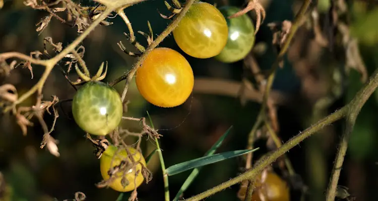 tomato plant at the end of season