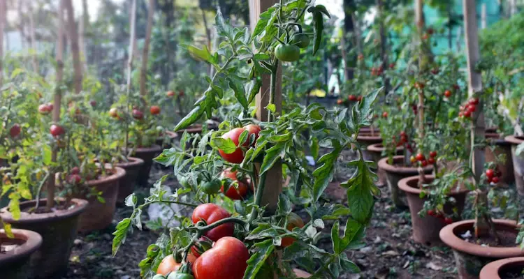 container tomato plants in under shade structure