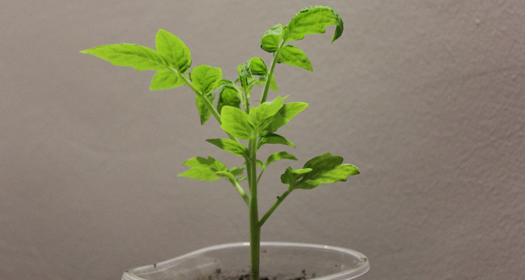 Healthy Tomato Seedling