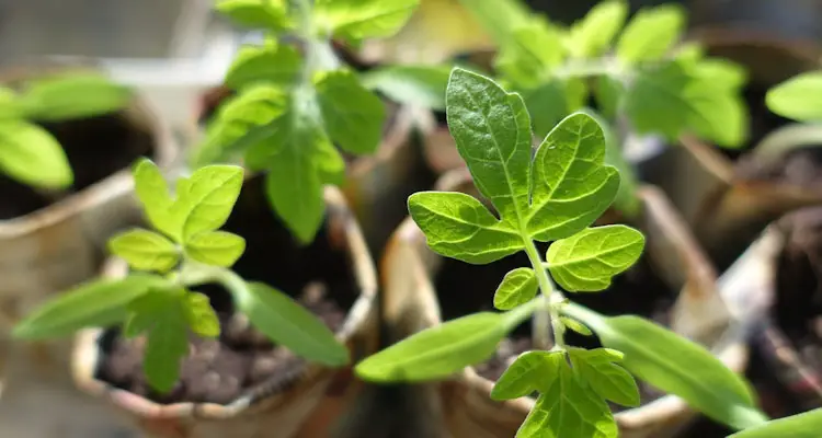 Hardening Off Tomato Seedlings