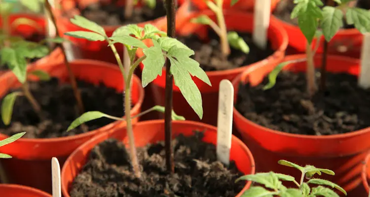 stake added to support tomato plants in pots