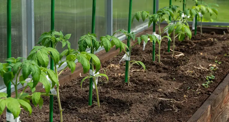 tomatoes in greenhouse