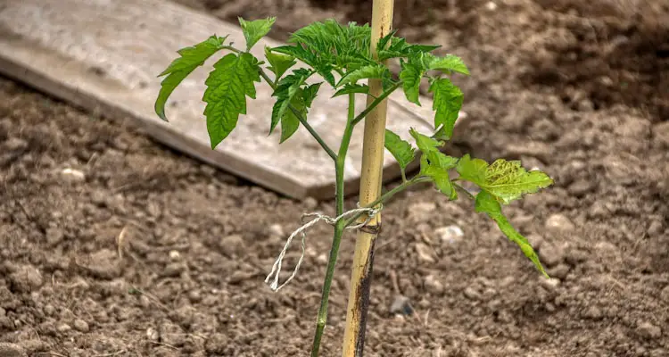 Transplanted Tomato Seedling