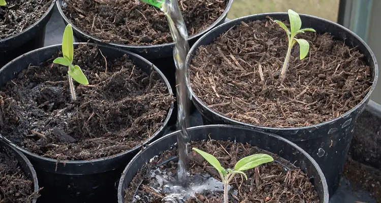 watering tomato plants in pots